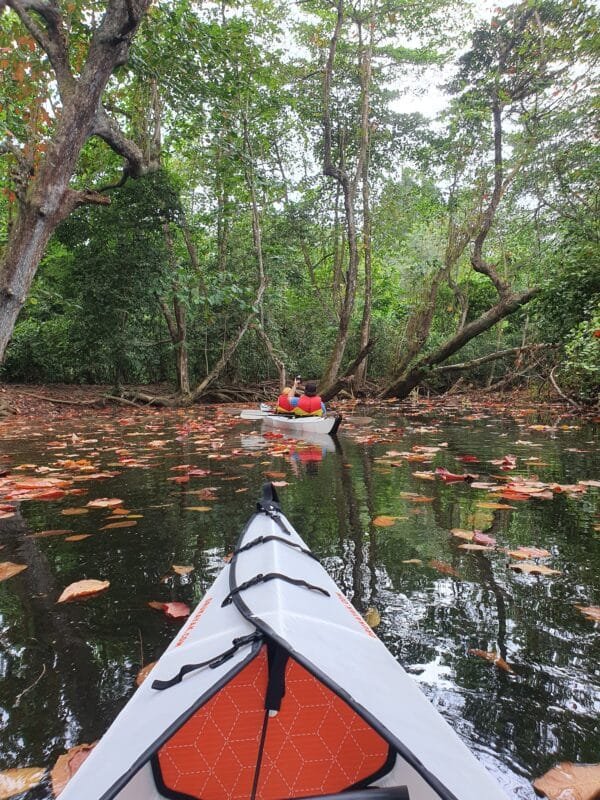Mangrove Forest Kayaking Tour