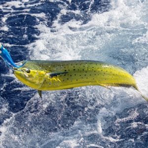 fishing trip Seychelles