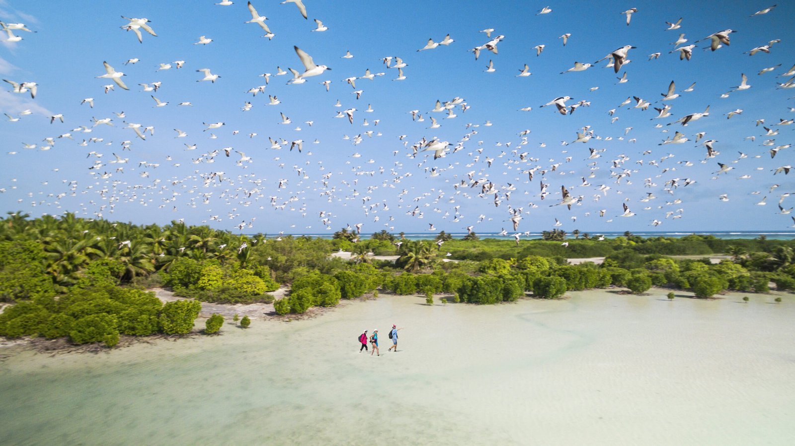 BlueSafari-alphonse-birds-04-AnthonyGrote