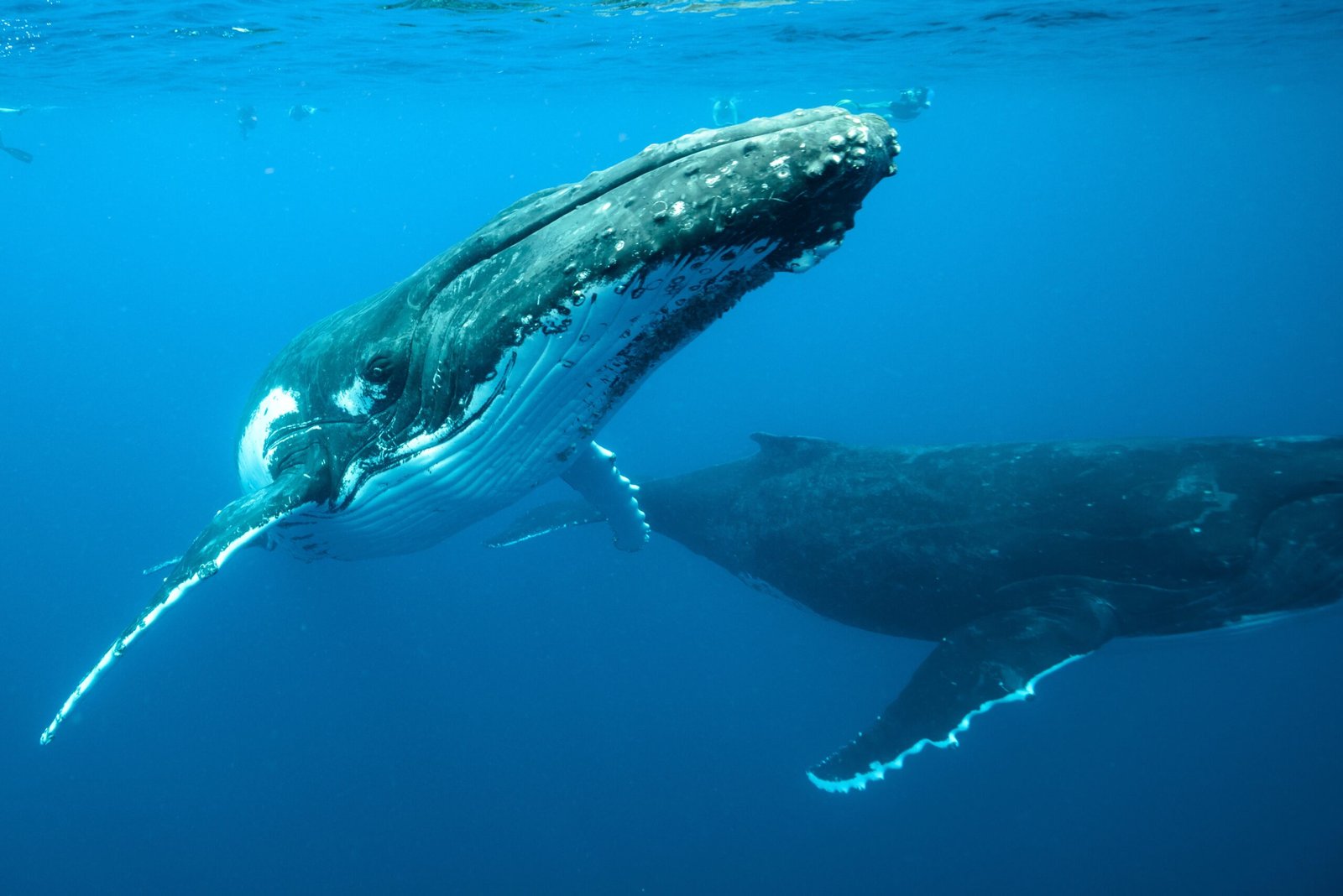 Underwater shot of humpback whales swimming